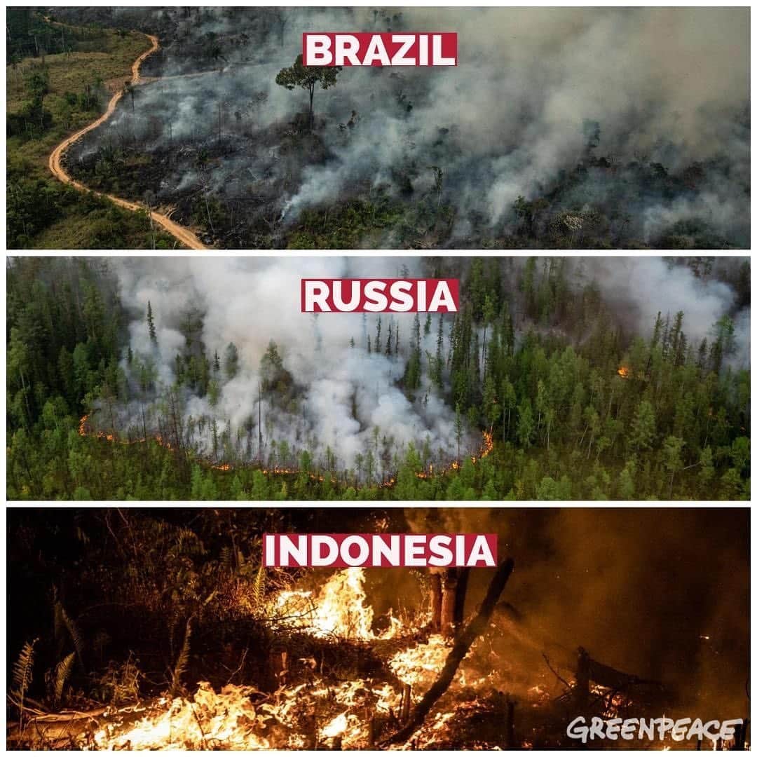 ティモシー・サイクスさんのインスタグラム写真 - (ティモシー・サイクスInstagram)「Repost from @karmagawa Here’s a map of every fire in South America right now…it’s not just Brazil, but also Bolivia, Peru, Colombia and Paraguay too! And there are also still wildfires burning in Siberia, Indonesia, Alaska and in so many more forests all over the world. The one piece of good news is that thanks to this crisis going viral on social media and finally being featured in the press, Brazilian president Jair Bolsonaro has been forced to cave to international pressure and has deployed 44,000 troops from the country’s military to fight the Amazon fires. Unfortunately, he’s not announcing any concrete measures to fight deforestation and has actually worked to roll back federal rainforest protections in pursuit of a pro-business agenda, and has been openly dismissive of the rights of the peoples who live inside the forest. The future of Brazil and of life everywhere on the planet is being destroyed as too many people sit back and do nothing! Our forests, which are vital in keeping our climate stable and producing oxygen for us to breathe, are being destroyed faster than at any other time in history. We're already in a #climateemergency so we cannot afford to make the situation any worse! The fires that are devastating the Amazon are also destroying Brazil's image internationally. Even the agribusiness sectors are already admitting that the government's anti-environmental policies can bring economic damage. Please keep sharing these images and posts to #savetheamazon with your social media followers and keep tagging people, celebrities and news media that need to see it as it’s crucial that we all help by spreading awareness and keeping the world’s attention focused on this urgent crisis as this is one battle we cannot afford to lose! #savetheforest #teamwork #karmagawa」8月26日 11時31分 - timothysykes