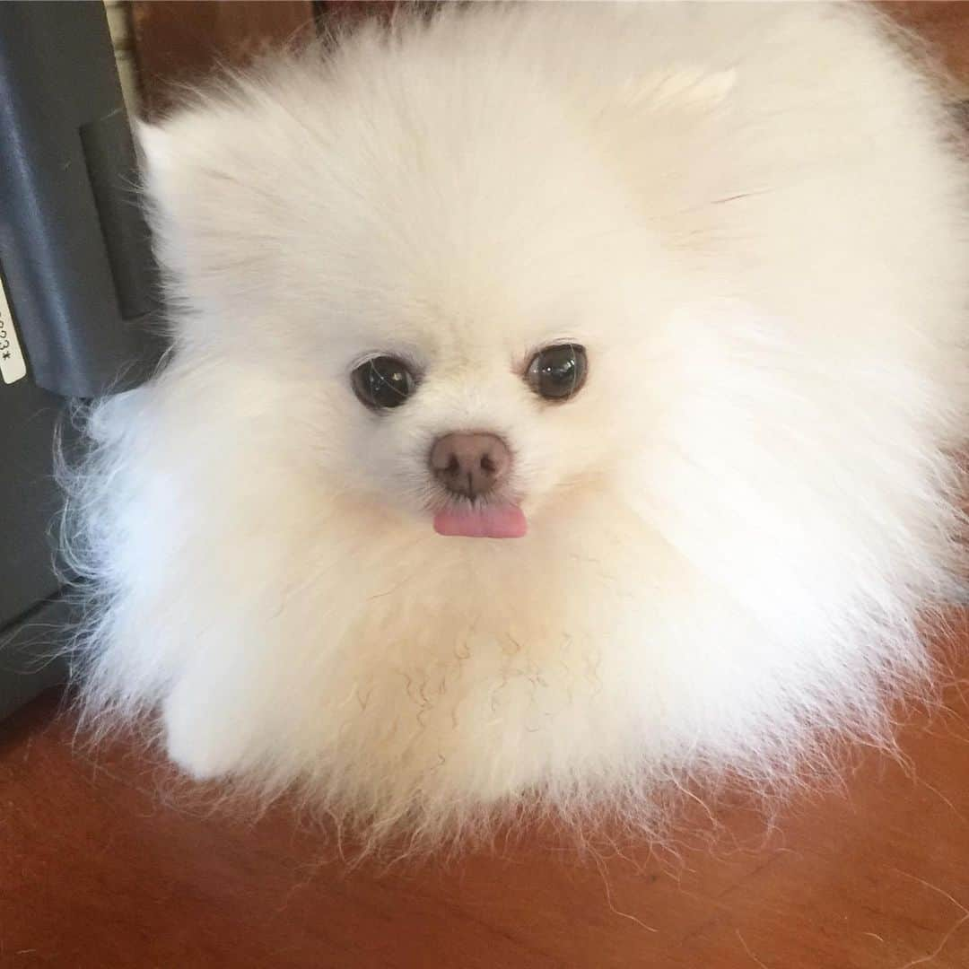 JEWELのインスタグラム：「I cannot for the life of me control my tongue 😂😂😂 #sorrynotsorry #dogstagram #dogoftheday #dogsofinstagram #puppiesofinstagram #love #smile #instagood #instamood #weeklyfluff #fluffy」