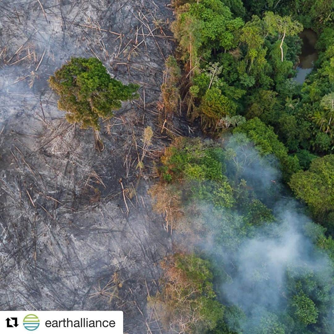 ジョディ・スウィーティンさんのインスタグラム写真 - (ジョディ・スウィーティンInstagram)「#Repost @earthalliance with @get_repost ・・・ #EarthAlliance, launched in July by @LeonardoDiCaprio, Laurene Powell Jobs, and Brian Sheth, has formed an emergency Amazon Forest Fund with a commitment of $5 million dollars to focus critical resources for indigenous communities and other local partners working to protect the life-sustaining biodiversity of the Amazon against the surge of fires currently burning across the region.  Join Us.  100 percent of your donation will go to partners who are working on the ground to protect the Amazon.  Earth Alliance is committed to helping protect the natural world. We are deeply concerned about the ongoing crisis in the Amazon, which highlights the delicate balance of climate, biodiversity, and the wellbeing of indigenous peoples.  To learn more or to donate, please visit ealliance.org/amazonfund ** Follow @earthalliance and see link in their bio to donate** Photos: @chamiltonjames, @danielbeltraphoto 2017」8月26日 11時58分 - jodiesweetin