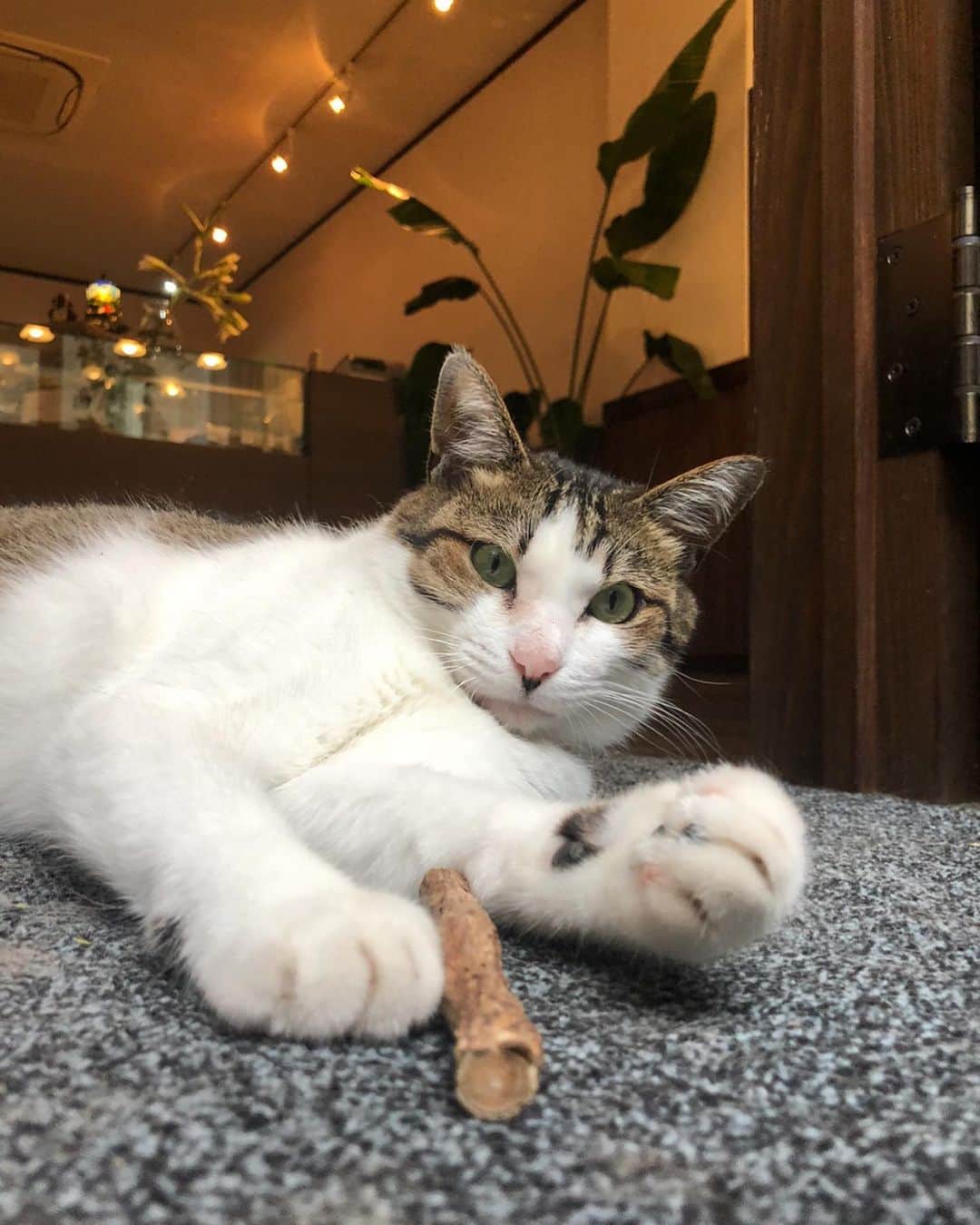 和田颯さんのインスタグラム写真 - (和田颯Instagram)「長崎の猫たち🐈」8月26日 12時34分 - da_ice_hayate_wada