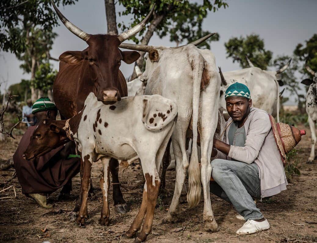 AFP通信さんのインスタグラム写真 - (AFP通信Instagram)「#AFPrepost 📷 @luistatophoto - 30-year-old herdsman Issa Ibrahim is a Fulani man belonging to the Kofogi clan and he is the father of one. In a regular day, Issa milks his cows and goes grazing with the cattle from early morning before spending some time with his son. After that, he goes to the market in Kachia Reserve, Kaduna State where he drives his motorbike, meets his friends or visits his favorite barbershop as any other man of his age. Issa came to Kachia Grazing Reserve after the post electoral violence in Nigeria in 2001 when his village was destroyed and some of his cattle was killed as part of the attacks targeting Fulani people. He belongs to a family of traditional Fulani seminomadic pastoralists and now they are settled in Kachia, an area set aside for the use of the Fulani pastoralists with the goal of providing land for grazing and permanent water as a way to avoid conflict.  Earlier this year I had the opportunity of spending some time in Nigeria working in a multimedia special investigation by @afpphoto about the Fulani, one of the last great nomadic peoples of the planet, a community of some 35 million people scattered across 15 countries in West Africa, from the Sahel down to the lush rainforests. Until a few years ago, the Fulani, also called the Peul, pursued their ancient lifestyle largely unnoticed by the rest of the world. All that has changed. Conflicts over land, droughts and ecosystem variations due to climate change and other challenges are threatening the Fulani lifestyle creating a crisis of interests and identity.  During the next few weeks, I’ll be sharing some images from this project already published in several platforms by AFP News Agency.  #fulani #peul #nomadicjourney #nomadic #nomads #nigeria #land #cattle #pastoralism #pastoralist #nomad #conflict #everydaysocialjustice #westafrica #cows #nature #bush #kaduna #sokoto #fulanipeople #reportage #reportagespotlight #photography #documentaryphotography #photojournalism #picoftheday #instagram #instadaily」8月26日 12時27分 - afpphoto