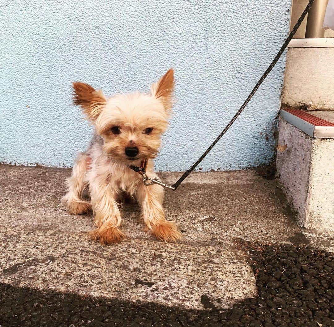 一三さんのインスタグラム写真 - (一三Instagram)「手の平くらいの大きさで，余りにも可愛いから撫でようとすると噛み付いてくる，今日の可愛い子ちゃん♪(´ε｀ )  #可愛い #cute #pritty #愛くるしい #lovely #犬 #イヌ #いぬ #dog #ミックス犬」8月26日 12時29分 - ichizou.co.jp