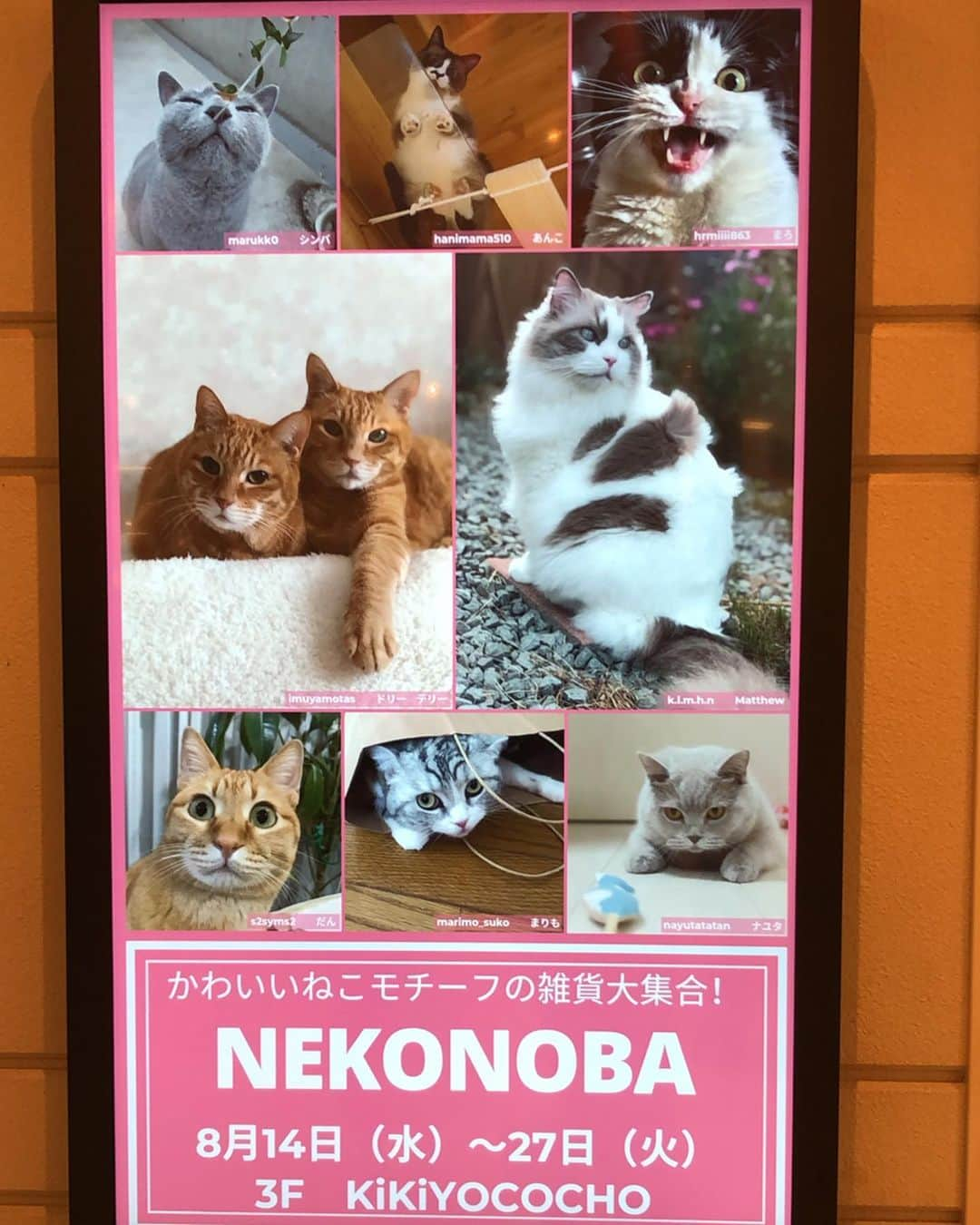 mayumiさんのインスタグラム写真 - (mayumiInstagram)「20190826 ✩ あと2日！ですよー NEKONOBA in 大丸札幌店 ． 24日に行ってきました！ エスカレーターの前で他の方に邪魔って思われたかもだけど動画撮ったり写真撮ったり ドリーがモデルのルームシューズも店頭にあるのを初めて観た😍 @hug2_nyan  @neko_magazine with ． #neko_magazine #ねこ #猫 #ネコ #catstagram #cat #ねこマガジン #NEKONOBA #nyasa #kozacla #大丸 #札幌 #大丸札幌 #kikiyococho」8月26日 12時39分 - imuyamotas