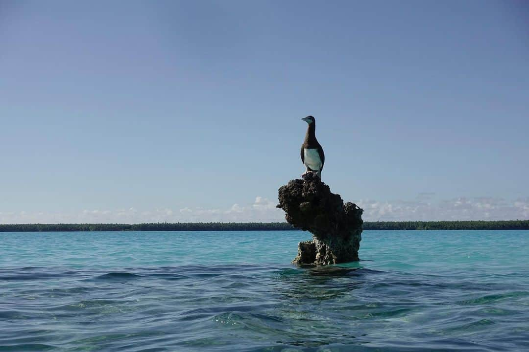 キム・ジョーンズさんのインスタグラム写真 - (キム・ジョーンズInstagram)「Beautiful Brown Booby - love these birds ❤️」8月26日 13時09分 - mrkimjones