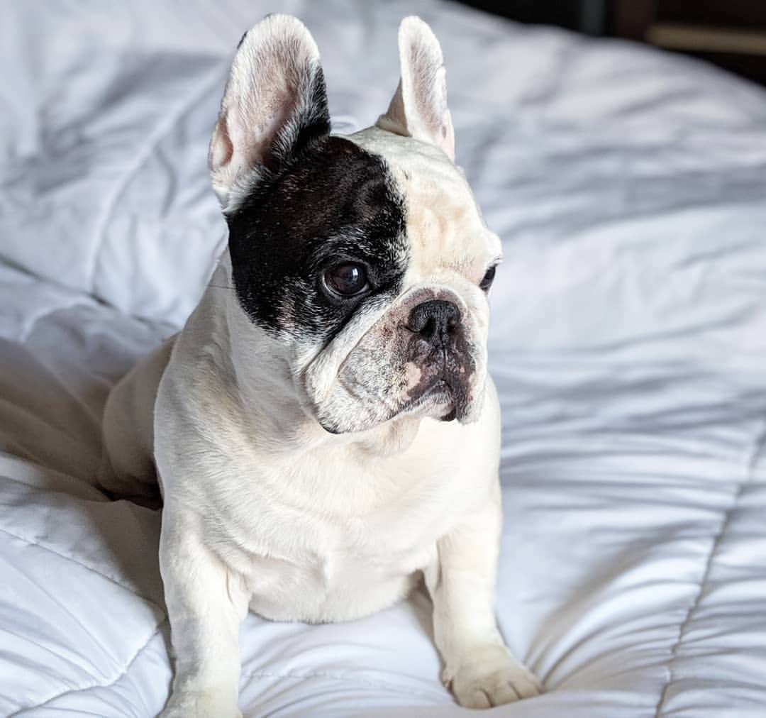 Manny The Frenchieのインスタグラム：「Is running away from Monday considered cardio? 🤔」