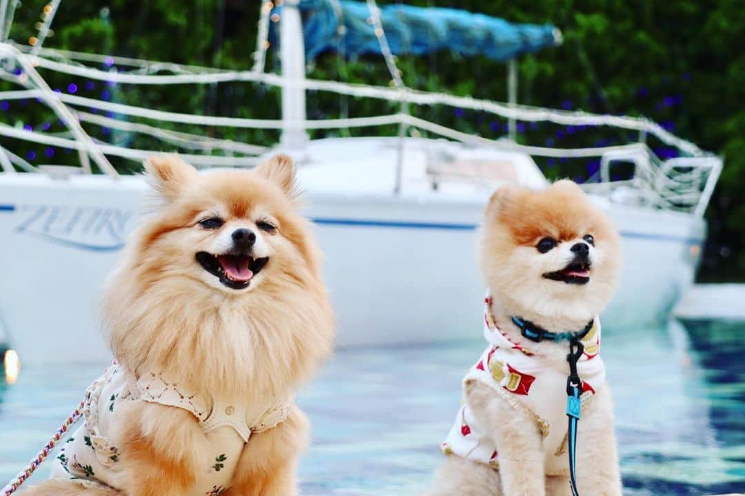 ポテチンさんのインスタグラム写真 - (ポテチンInstagram)「a yacht on the pool.  海なし県のプール🏖にはヨット⛵️が浮かんでますぢょ！  1. photo by @pom.kotenicolocco  2-4. photos by @lucy0229」8月26日 13時12分 - pom.potechin