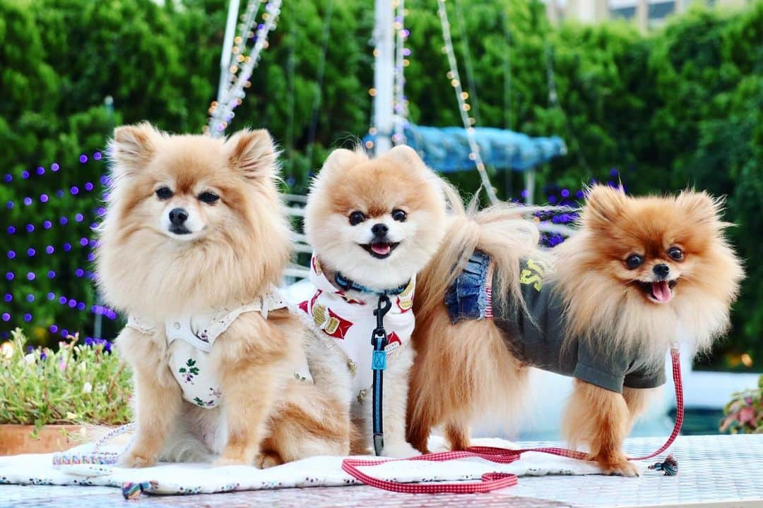 ポテチンさんのインスタグラム写真 - (ポテチンInstagram)「a yacht on the pool.  海なし県のプール🏖にはヨット⛵️が浮かんでますぢょ！  1. photo by @pom.kotenicolocco  2-4. photos by @lucy0229」8月26日 13時12分 - pom.potechin