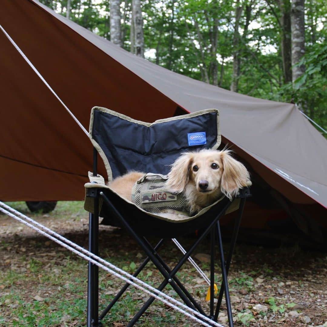 ハッチ＆ニコのインスタグラム：「⛺️🐶 週末はワンコとキャンプ #kiloninerpets_jp  #カメラ嫌い同好会 #pecoいぬ部 #犬の生活が第一 #癒しわんこ #dachshund #犬バカ部 #短足部 #ふわもこ部 #tokyocameraclub #東京カメラ部」
