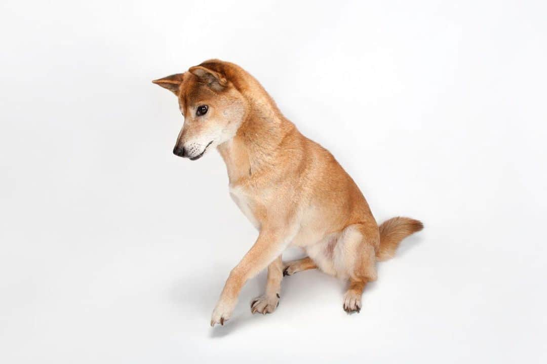 Joel Sartoreさんのインスタグラム写真 - (Joel SartoreInstagram)「Meet the island of New Guinea’s best kept secret - the New Guinea singing dog! Residing deep within the island’s wet cloud forest, this species is well suited for life in a hard-to-navigate terrain, with an extremely flexible spine and joints that allow the dogs to jump like a cat and hunt in steep areas with ease. Fossil records for the New Guinea singing dog date back at least 6,000 years, but due to inbreeding and breeding with domestic dogs, it is believed that very few singing dogs remain in the wild. Those that do remain are considered living fossils! Photo taken @millerparkzoo. #Nationaldogday #singingdog #newguinea #livingfossil #wilddog #canine #PhotoArk #savetogether」8月26日 20時04分 - joelsartore