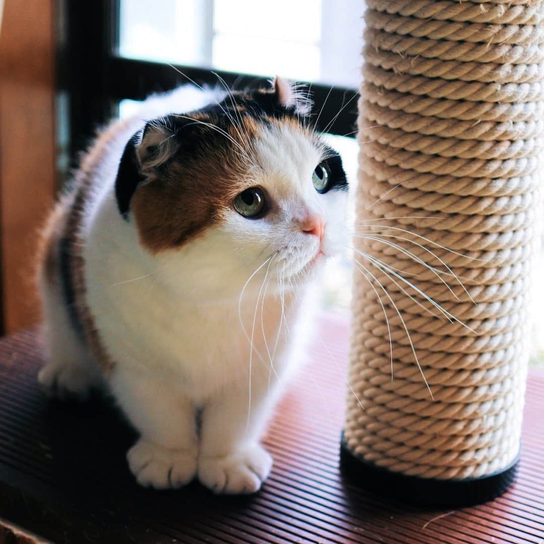 sancheloveさんのインスタグラム写真 - (sancheloveInstagram)「昨日#東京ドームシティ#GalleryAamo での#ねこ休み展 が無事終了しました。お暑い中☀️足を運んでくださってありがとうございました🙏❤️そしてうちの子グッズをお持ち帰りいただいた皆様もありがとうございます☺️❤️❤️✨ #kitty#catstagram#catstagram_japan#petstagram#picneko#instacat#meow#catoftheday#catofworld#ilovemycat#funnycat#猫#ねこ#にゃんこ#みんねこ#にゃんだふるらいふ#にゃんこ#ねこまみれ#munchkin#calico#scottishfold#マンチカン#ねこのいる暮らし Urara」8月26日 15時06分 - sanchelove