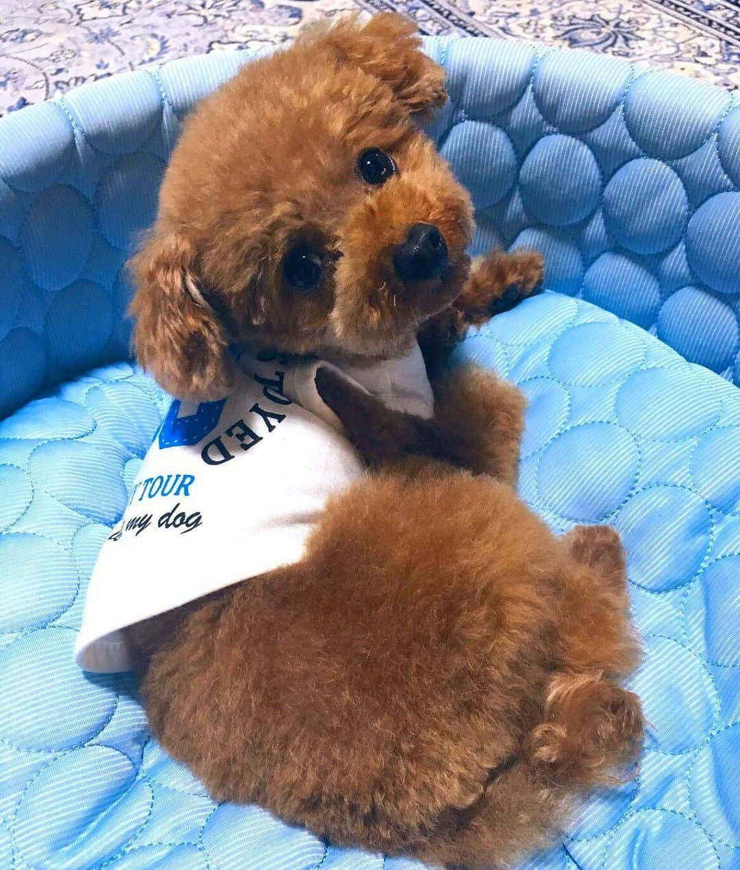 日々野真理さんのインスタグラム写真 - (日々野真理Instagram)「アフロ💕なぁに？💕 ・ #アフロ #実家の犬 #ティーカッププードル  #可愛すぎる💕」8月26日 15時09分 - marihibino1031