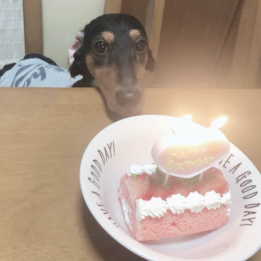 南りほのインスタグラム：「I miss you..🎂💘🐶」
