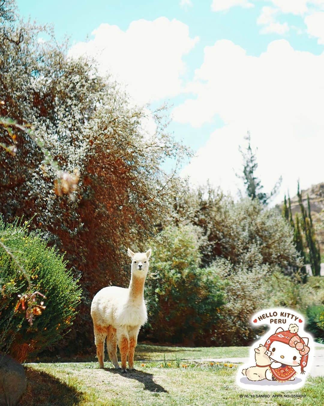 wacameraのインスタグラム：「One of the Peru's memories🦙 昨年、私自身初南米、初ペルーへと行ってきましたが、とにかくあちらこちらにいるアルパカに魅了されたことは既にストーリーズにもたくさんアップしてますが、ペルーにはマチュピチュやナスカの地上絵の他にもたくさんの見どころがあります。 2泊3日でゆっくりとした時間が過ごせるアンデアンエクスプローラー豪華寝台列車や、チチカカ湖の水上で浮草の上に暮らす人々や、海の幸も美味しくシーフードのセビーチェは日本にない味でたまらなく美味しかった( ●´◡`● )  私はもう一度あの本場のセビーチェを堪能したいくらい恋しいです😭 ということで相変わらず愛嬌ある可愛いアルパカにどうぞ癒されてください❤︎」