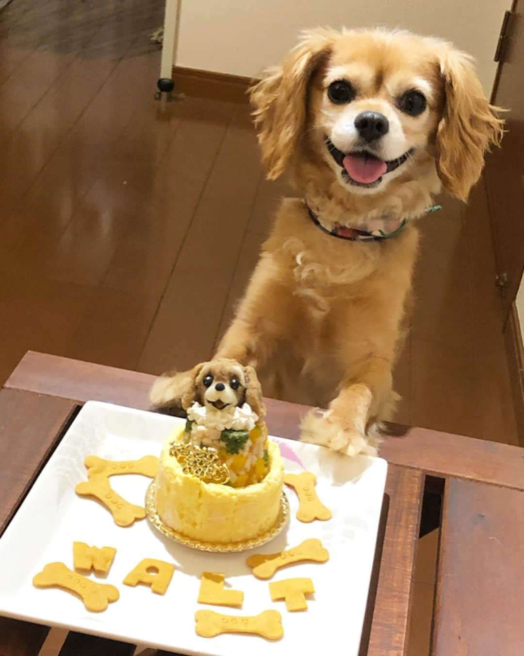 楪望さんのインスタグラム写真 - (楪望Instagram)「🎈2019年8月18日🎈 先日、我が家のウォルトさん🐶 7歳のお誕生日を迎えました🎂🎉 * 一緒に過ごして、もう7年経つのか〜と時の流れを感じつつ…🌸 癒しと潤い…そして、私を支え続けてくれていることに感謝してもしきれません😭✨✨ * お誕生日には、犬用のオーダーケーキをプレゼント🎁❤️ ウォルトを見て、そっくりに作ってくださいました🐕✨✨ すごくないー！？このケーキ！🧁 細かい部分まで丁寧に作られていて、感激しっぱなし😭✨！！ しばらくウォルトに食べるの「待てー！」って言ってました😂笑。 * 相変わらずのおてんばだし、5日に1回くらい喧嘩してますが💥（笑） 可愛くて可愛くてたまりません😜💓親バカ上等です🤱笑。 * これからも元気なウォルトでいてね💛🐶💛 お誕生日おめでとう🎊✨✨ * #ウォルト #walt #犬 #愛犬 #dog #dogstagram #birthday #オーダーケーキ #犬用ケーキ #誕生日 #アトリエワフ さん #birthdaycake #🎂 #🎁 #🎉 #🐶 #🐕」8月26日 16時19分 - nozomi_yuzuriha_official