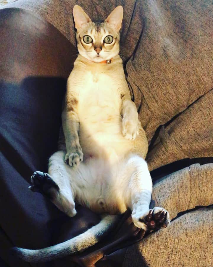 古谷恵のインスタグラム：「えらそう #cat#猫#singapuracat#シンガプーラ#大豆」