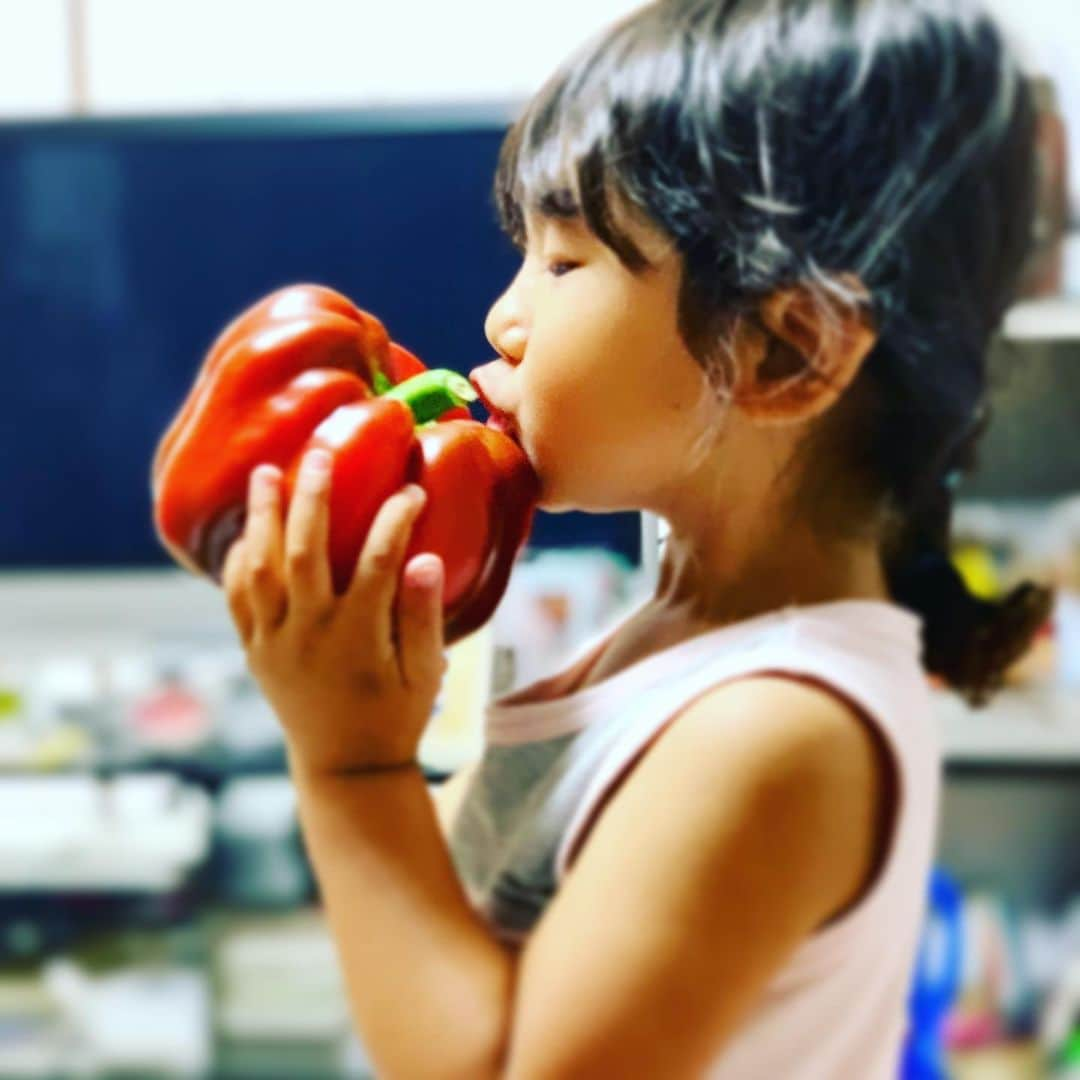 田中幸さんのインスタグラム写真 - (田中幸Instagram)「夏の思い出 顔の大きさ巨大パプリカ❤️ 毎日日焼け気にせず 田んぼと畑駆け回る  フナとカエル🐸の住む田んぼに あやうくダイブしそうになった今日😂  たくましく田舎娘に 育ってます🧒  顔の傷がなかなか治らない泣  #パプリカ #お義父さん作 #私のはまだ緑 #田舎娘 #3歳児 #幸育」8月26日 17時14分 - sachitanaka