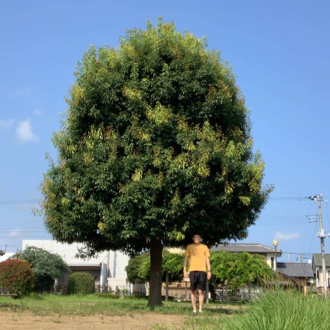 佐久間一行さんのインスタグラム写真 - (佐久間一行Instagram)「やすみ。  茨城。  #佐久間一行 #茨城 #茨城県 #木 #tree #いい感じの木」8月26日 17時15分 - sakuzari