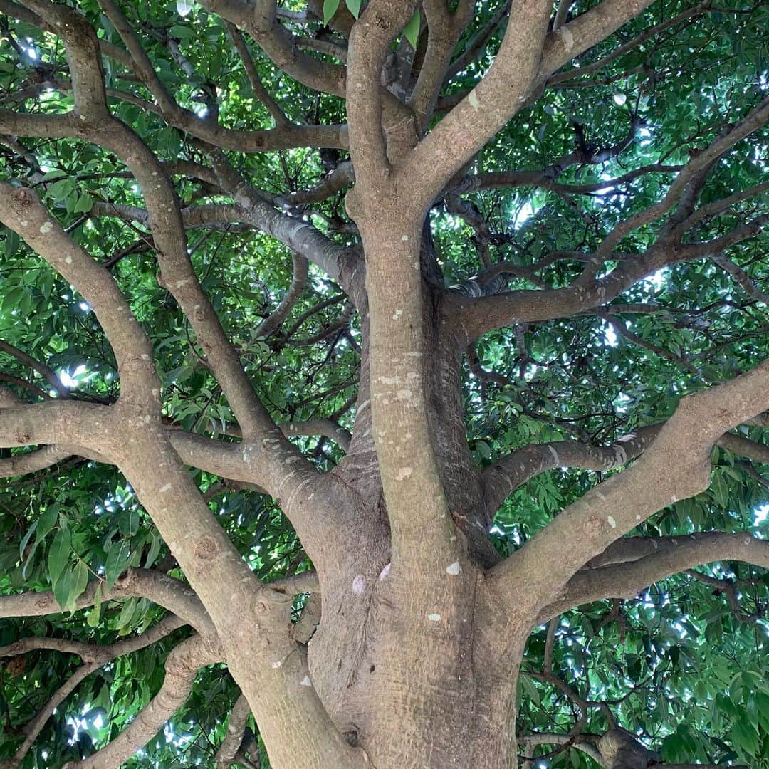 佐久間一行さんのインスタグラム写真 - (佐久間一行Instagram)「やすみ。  茨城。  #佐久間一行 #茨城 #茨城県 #木 #tree #いい感じの木」8月26日 17時15分 - sakuzari