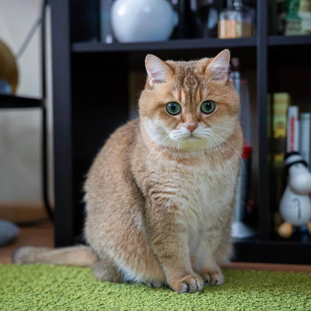 Hosicoさんのインスタグラム写真 - (HosicoInstagram)「I probably won't be making it in to work today 🏡」8月26日 17時20分 - hosico_cat