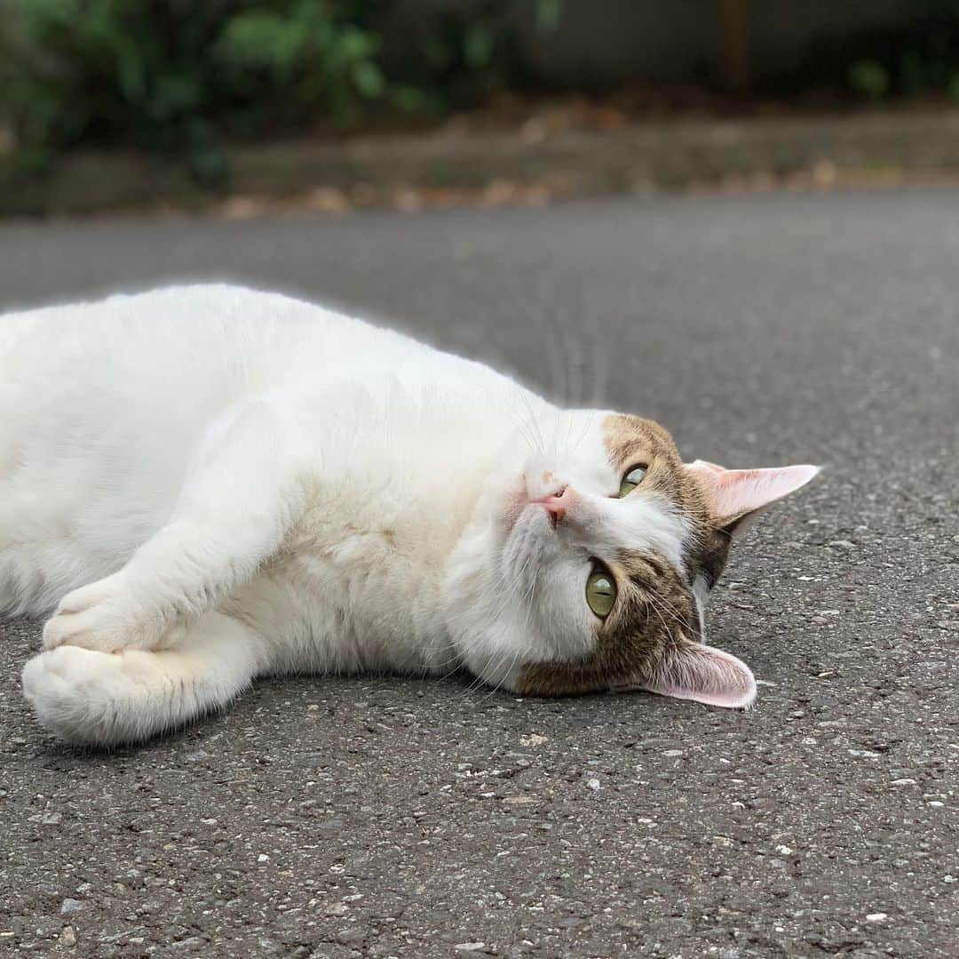 近藤研二さんのインスタグラム写真 - (近藤研二Instagram)「安定のミルちゃん みんな夏を乗り越えたかニャ  #ご近所猫ミルちゃん」8月26日 17時24分 - kenjikond0