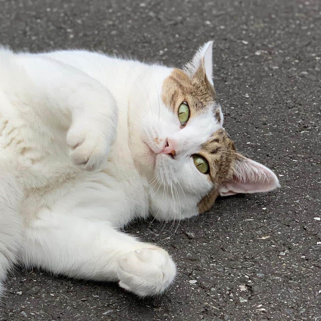 近藤研二さんのインスタグラム写真 - (近藤研二Instagram)「安定のミルちゃん みんな夏を乗り越えたかニャ  #ご近所猫ミルちゃん」8月26日 17時24分 - kenjikond0