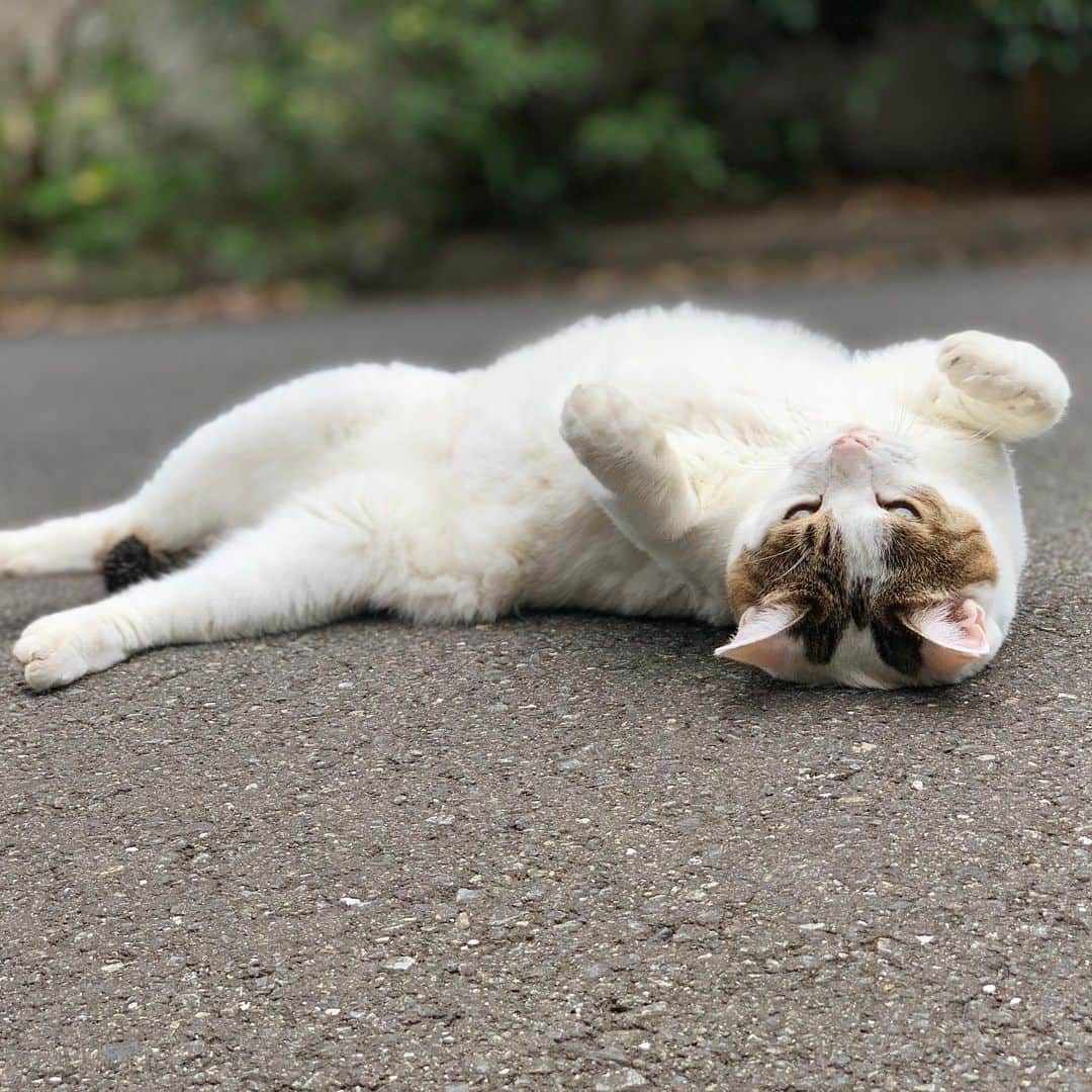 近藤研二さんのインスタグラム写真 - (近藤研二Instagram)「安定のミルちゃん みんな夏を乗り越えたかニャ  #ご近所猫ミルちゃん」8月26日 17時24分 - kenjikond0