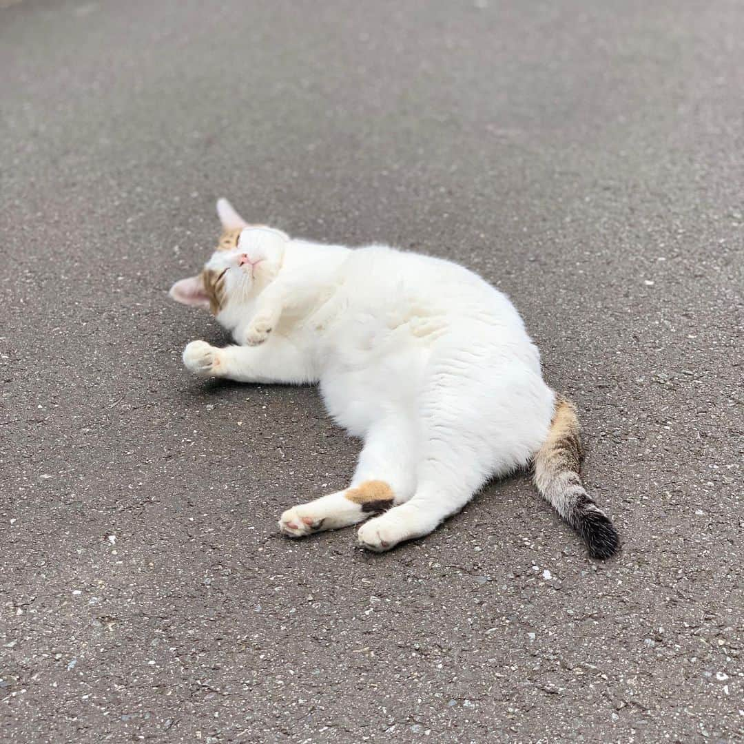 近藤研二さんのインスタグラム写真 - (近藤研二Instagram)「安定のミルちゃん みんな夏を乗り越えたかニャ  #ご近所猫ミルちゃん」8月26日 17時24分 - kenjikond0