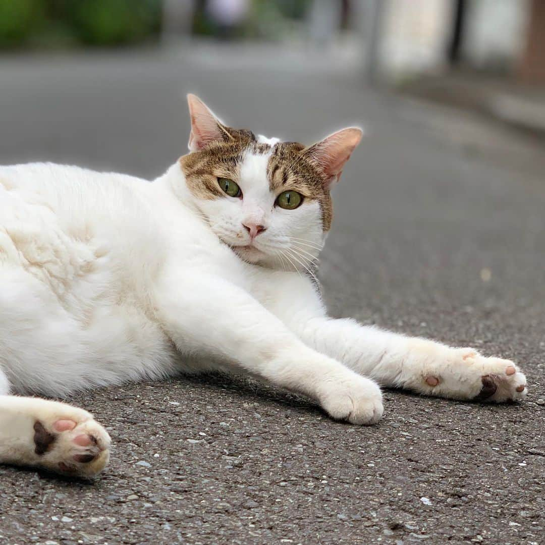 近藤研二さんのインスタグラム写真 - (近藤研二Instagram)「安定のミルちゃん みんな夏を乗り越えたかニャ  #ご近所猫ミルちゃん」8月26日 17時24分 - kenjikond0