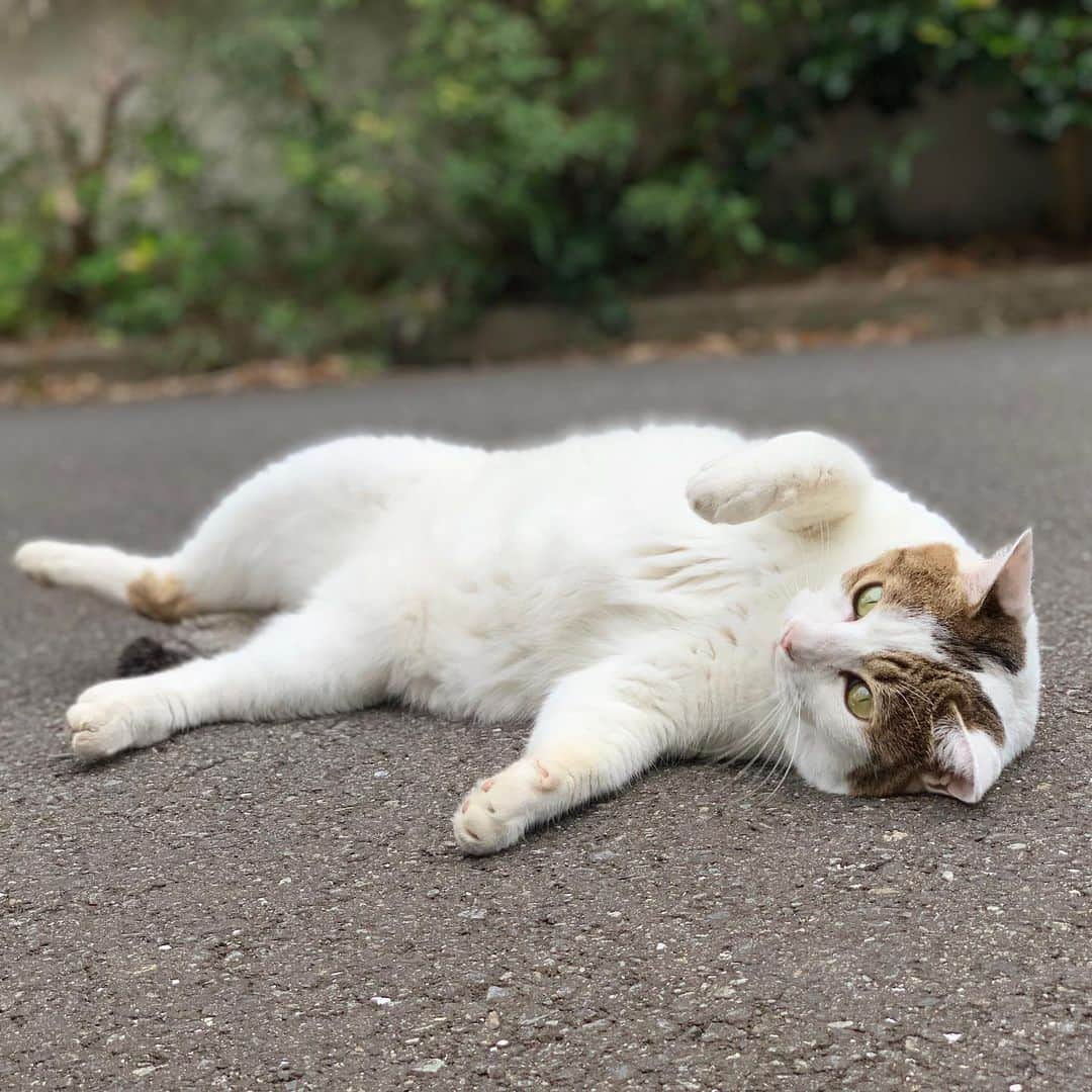 近藤研二さんのインスタグラム写真 - (近藤研二Instagram)「安定のミルちゃん みんな夏を乗り越えたかニャ  #ご近所猫ミルちゃん」8月26日 17時24分 - kenjikond0