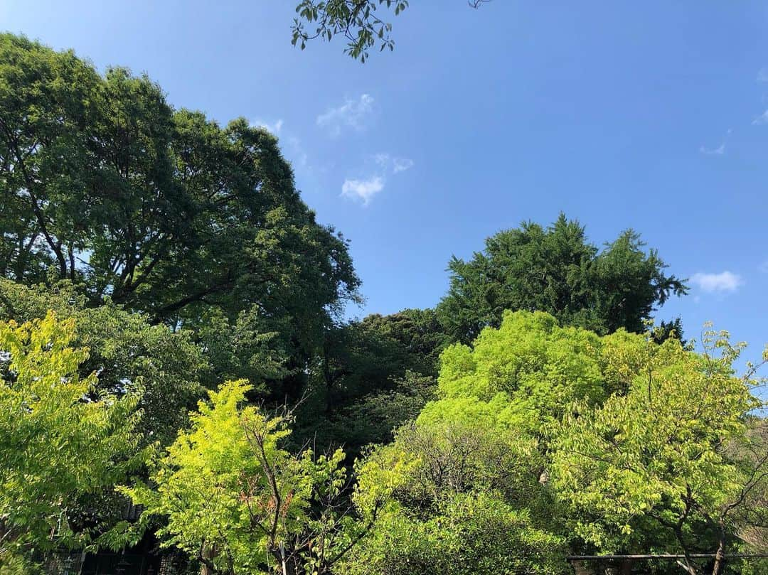 音月桂さんのインスタグラム写真 - (音月桂Instagram)「🌳☘️🌱🍀🌿🐲🐉 心を豊かにしてくれる緑が好き！！ 幸せのおすそ分け♡  I luv green. Nature enriches the heart ♡  I hope you enjoy the rest of your day ☺︎」8月26日 18時00分 - keiotozuki_official