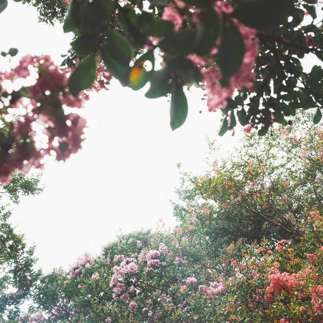 野村仁美さんのインスタグラム写真 - (野村仁美Instagram)「百日紅 サルスベリ﻿ ﻿ 恥ずかしながら、夏の時期に咲くこの木の花が﻿ こんなに美しいものだと知りませんでした。﻿ ﻿ 流れるような曲線の肌色の幹、葉の緑、フワフワとゆれるピンク色が、﻿ ﻿ 茜ちゃんの白い肌、﻿ ミントカラーのニットワンピース、淡い桃色の髪とリンクして、 ﻿ 素敵な色の調和を生んでいました。﻿ 久々の撮影、楽しかった。﻿ ﻿ さてさてこの日は、もう直ぐ発表となる﻿ Ftroupeさんとの素敵な試みの撮影でした。是非お楽しみに。﻿ ﻿ ﻿ ﻿#photograph#fujifilm#xpro#marte_vintage」8月26日 18時14分 - hitominomura