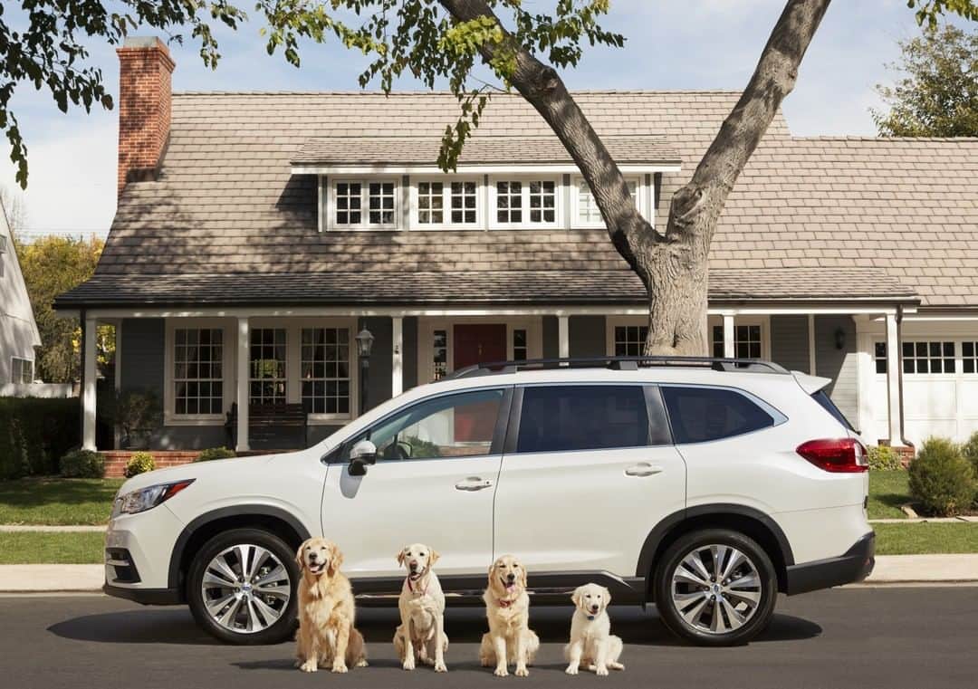Subaru of Americaさんのインスタグラム写真 - (Subaru of AmericaInstagram)「Happy #InternationalDogDay from our Barkley family to yours! Share a picture of your pup and use #SubaruLovesPets ❤️🐶」8月27日 4時00分 - subaru_usa
