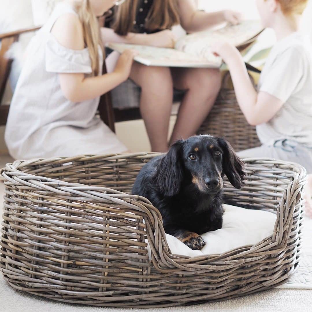 ローラアシュレイのインスタグラム：「#NationalDogDay is the perfect time to spoil your pooch with some extra cuddles and perhaps a little something from our pet range. Emma and her adorable pup, Ernie from @littlewoodlife gave our new Kubu Dog Bed a test run, as well as discussing the challenges of seamlessly incorporating dog accessories into a home. Read all about it on the Laura Ashley blog 🐶」