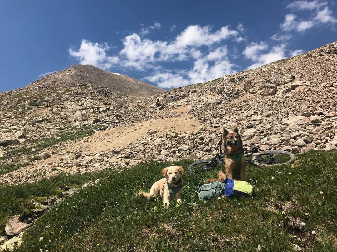 モーガン・キングのインスタグラム：「🐺 ❤️🐕」