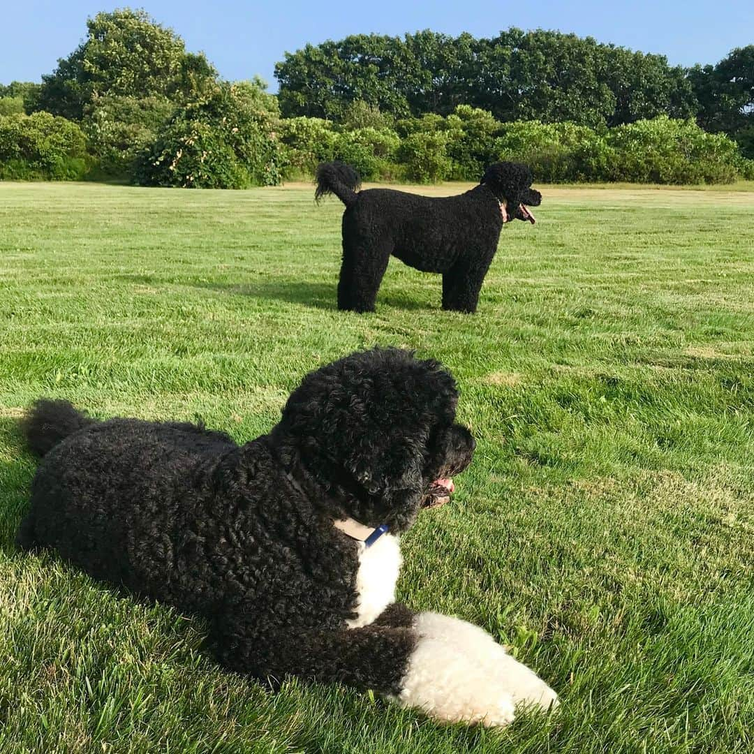 ミシェル・オバマさんのインスタグラム写真 - (ミシェル・オバマInstagram)「Whether they’re cuddling up with me on the couch or rolling around in the backyard, I love these two balls of fur. Happy #NationalDogDay to Bo and Sunny!」8月27日 4時55分 - michelleobama