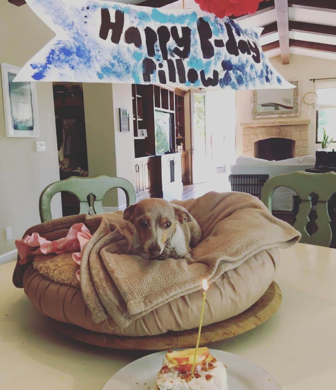 ジョシュ・ホロウェイさんのインスタグラム写真 - (ジョシュ・ホロウェイInstagram)「Happy Birthday Pillow Dog! Thanks to Java Bean for the special home made doggie cake❤️🎂🎉 #HBD #EatACake #SevenIsFortyNine #DaschundsOfInstagram #NationalDogDay」8月27日 4時55分 - officialjoshholloway