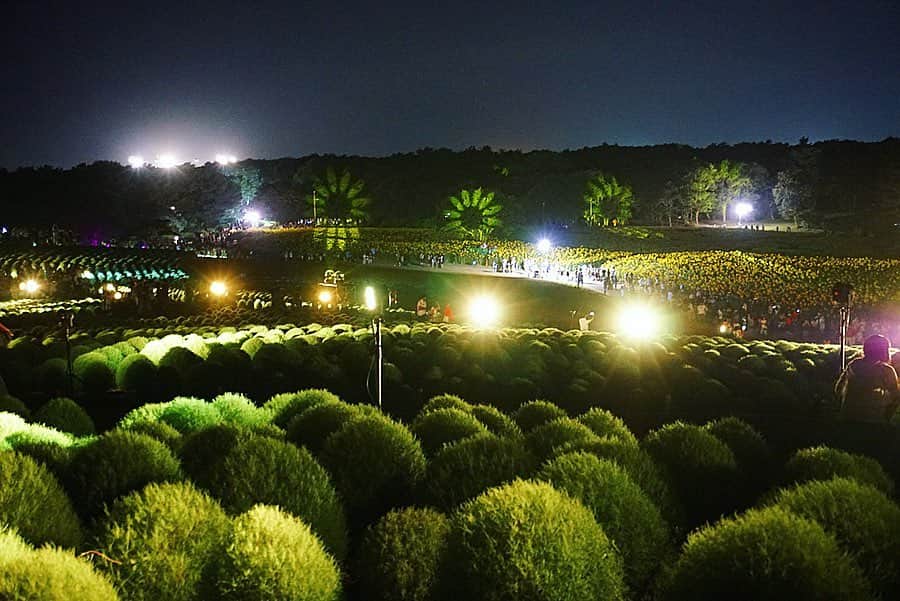 尾崎ななみさんのインスタグラム写真 - (尾崎ななみInstagram)「❁ ㅤㅤㅤㅤㅤㅤㅤㅤㅤㅤ 昨日は、#国立ひたち海浜公園 へ、緑色のコキアを見に行ってきました〜‼︎ ㅤㅤㅤㅤㅤㅤㅤㅤㅤㅤ  ネモフィラが見頃の時に行った事はあったけど、コキアは初めて✧︎ ㅤㅤㅤㅤㅤㅤㅤㅤㅤㅤ  約3万2千本のコキアの姿に圧倒されたぁ\♡︎/ ㅤㅤㅤㅤㅤㅤㅤㅤㅤㅤ 緑色は今が見頃。9月下旬〜グラデーション、10月中旬には真っ赤に染まっていくので、コキアの色の変化が楽しめるのも魅力的ですよね♬ ㅤㅤㅤㅤㅤㅤㅤㅤㅤㅤ  8/23〜9/1の10日間限定で、コキアライトアップも開催されていました。 ㅤㅤㅤㅤㅤㅤㅤㅤㅤㅤ 光と音楽の演出で、こちらも良かったですよ☪︎ ㅤㅤㅤㅤㅤㅤㅤㅤㅤㅤ 見てみたいな〜と前から思っていたんだけど、行ける時に今行こう！と前日に決定。 次は赤色の時も行ってみよう¨̮♡︎ ㅤㅤㅤㅤㅤㅤㅤㅤㅤㅤ ㅤㅤㅤㅤㅤㅤㅤㅤㅤㅤ  ㅤㅤㅤㅤㅤㅤㅤㅤㅤㅤ  ㅤㅤㅤㅤㅤㅤㅤㅤㅤ ㅤㅤㅤㅤㅤㅤㅤㅤㅤㅤㅤㅤ  ㅤㅤㅤㅤㅤㅤㅤㅤㅤㅤ  ㅤㅤㅤ ㅤㅤㅤㅤㅤㅤㅤㅤㅤㅤㅤㅤㅤ ㅤㅤㅤㅤㅤㅤㅤㅤㅤㅤㅤㅤㅤㅤㅤㅤㅤㅤㅤㅤㅤㅤㅤㅤㅤ  ㅤㅤㅤㅤㅤㅤㅤㅤㅤㅤㅤㅤㅤㅤㅤㅤㅤㅤㅤㅤㅤㅤㅤㅤ ㅤㅤㅤㅤㅤㅤㅤㅤㅤㅤㅤㅤㅤ  ㅤ  ㅤ  ㅤ ✧︎*⑅୨୧┈┈┈┈୨୧⑅* ❁︎⑅୨୧┈┈┈┈୨୧⑅✧︎*。 #日本#茨城#ひたちなか#ひたち海浜公園#みはらしの丘#コキアライトアップ#ひたちなかめら#コキア#hitachiseasidepark#dokoiku#hitachibloom#尾崎ななみ」8月26日 20時17分 - nanami_ozaki_73