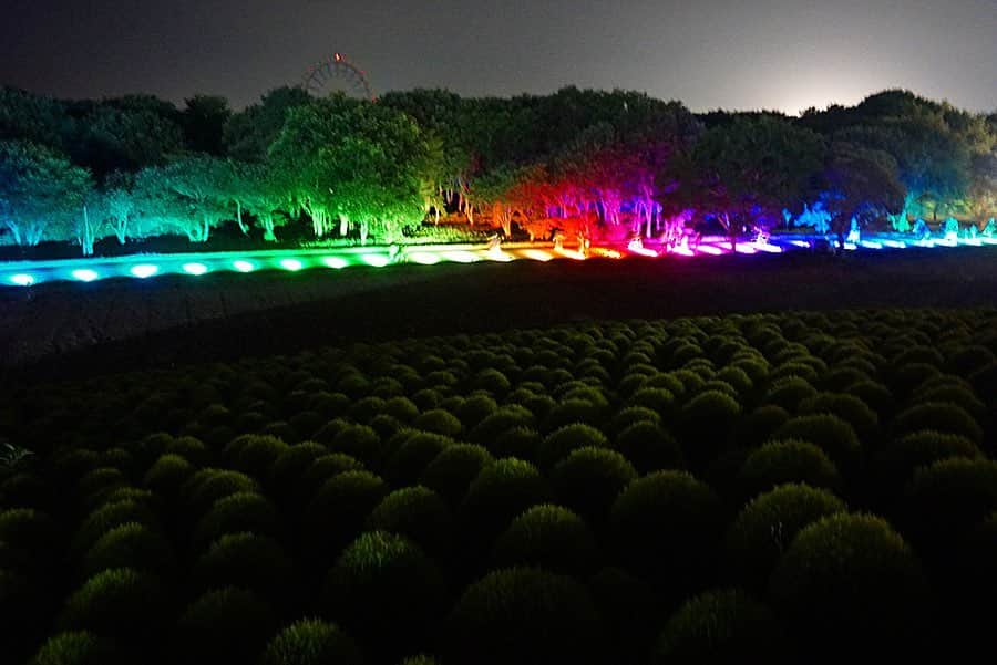 尾崎ななみさんのインスタグラム写真 - (尾崎ななみInstagram)「❁ ㅤㅤㅤㅤㅤㅤㅤㅤㅤㅤ 昨日は、#国立ひたち海浜公園 へ、緑色のコキアを見に行ってきました〜‼︎ ㅤㅤㅤㅤㅤㅤㅤㅤㅤㅤ  ネモフィラが見頃の時に行った事はあったけど、コキアは初めて✧︎ ㅤㅤㅤㅤㅤㅤㅤㅤㅤㅤ  約3万2千本のコキアの姿に圧倒されたぁ\♡︎/ ㅤㅤㅤㅤㅤㅤㅤㅤㅤㅤ 緑色は今が見頃。9月下旬〜グラデーション、10月中旬には真っ赤に染まっていくので、コキアの色の変化が楽しめるのも魅力的ですよね♬ ㅤㅤㅤㅤㅤㅤㅤㅤㅤㅤ  8/23〜9/1の10日間限定で、コキアライトアップも開催されていました。 ㅤㅤㅤㅤㅤㅤㅤㅤㅤㅤ 光と音楽の演出で、こちらも良かったですよ☪︎ ㅤㅤㅤㅤㅤㅤㅤㅤㅤㅤ 見てみたいな〜と前から思っていたんだけど、行ける時に今行こう！と前日に決定。 次は赤色の時も行ってみよう¨̮♡︎ ㅤㅤㅤㅤㅤㅤㅤㅤㅤㅤ ㅤㅤㅤㅤㅤㅤㅤㅤㅤㅤ  ㅤㅤㅤㅤㅤㅤㅤㅤㅤㅤ  ㅤㅤㅤㅤㅤㅤㅤㅤㅤ ㅤㅤㅤㅤㅤㅤㅤㅤㅤㅤㅤㅤ  ㅤㅤㅤㅤㅤㅤㅤㅤㅤㅤ  ㅤㅤㅤ ㅤㅤㅤㅤㅤㅤㅤㅤㅤㅤㅤㅤㅤ ㅤㅤㅤㅤㅤㅤㅤㅤㅤㅤㅤㅤㅤㅤㅤㅤㅤㅤㅤㅤㅤㅤㅤㅤㅤ  ㅤㅤㅤㅤㅤㅤㅤㅤㅤㅤㅤㅤㅤㅤㅤㅤㅤㅤㅤㅤㅤㅤㅤㅤ ㅤㅤㅤㅤㅤㅤㅤㅤㅤㅤㅤㅤㅤ  ㅤ  ㅤ  ㅤ ✧︎*⑅୨୧┈┈┈┈୨୧⑅* ❁︎⑅୨୧┈┈┈┈୨୧⑅✧︎*。 #日本#茨城#ひたちなか#ひたち海浜公園#みはらしの丘#コキアライトアップ#ひたちなかめら#コキア#hitachiseasidepark#dokoiku#hitachibloom#尾崎ななみ」8月26日 20時17分 - nanami_ozaki_73