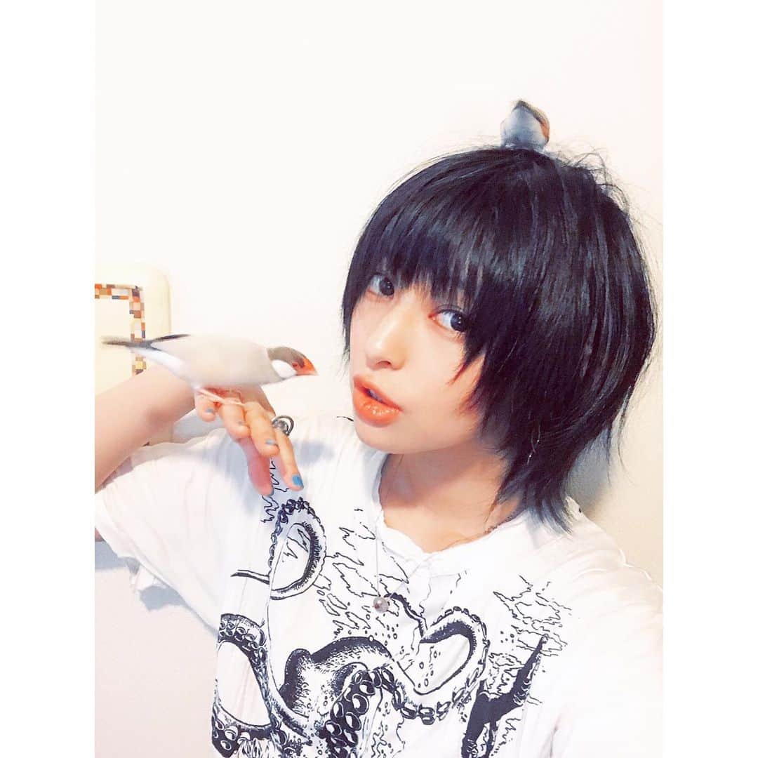 日南響子（珠麟）さんのインスタグラム写真 - (日南響子（珠麟）Instagram)「次の作品もあるので髪を切らずに居たけど、 やっとここまで伸びた(  ˊᵕˋ )  スタイリングはぺぺ君だよ^ ^笑  #シナモン文鳥  #錦華鳥」8月26日 20時10分 - kyooko_hinami_official
