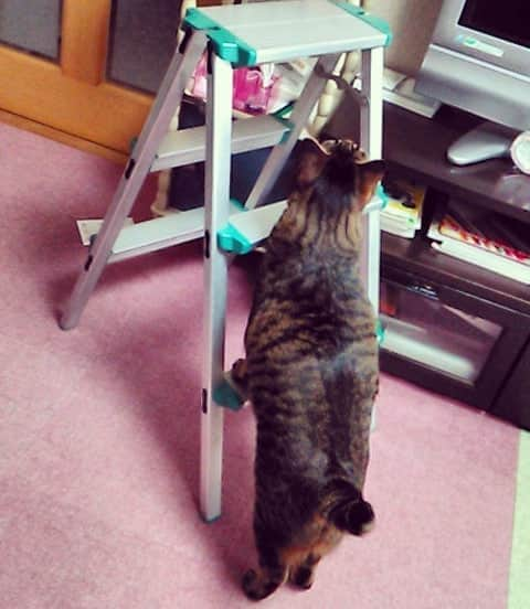 Naokoさんのインスタグラム写真 - (NaokoInstagram)「. お手伝いいちご🍓😸. . 「電球💡変えるん❓おっけー😽まかしといて‼️」. . . お手伝い大好きないっちゃん🍓😸 ７センチのおしっぽをピン🎵してはりきっています😆❤. . . . #いちご通信 #イチゴくん #いっちゃん#お手伝い大好き #ねこ #猫 #ネコ #ネコ部 #ぺこねこ部 #ふわもこ部 #みんねこ #保護猫 #ちょんぼりしっぽ部 #instapet #instacat #ilovemycat」8月26日 20時34分 - setsunao