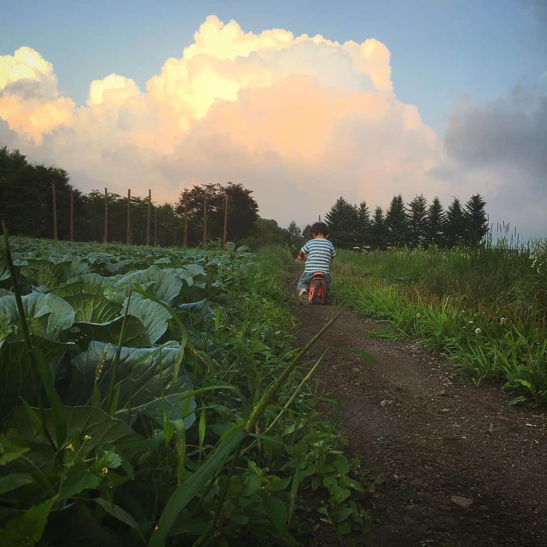 島崎直也のインスタグラム：「キャベツ畑と 夏の冒険者  #2歳 #男の子 #軽井沢 #夕方 でも #遊びたい  #kids #karuizawa」