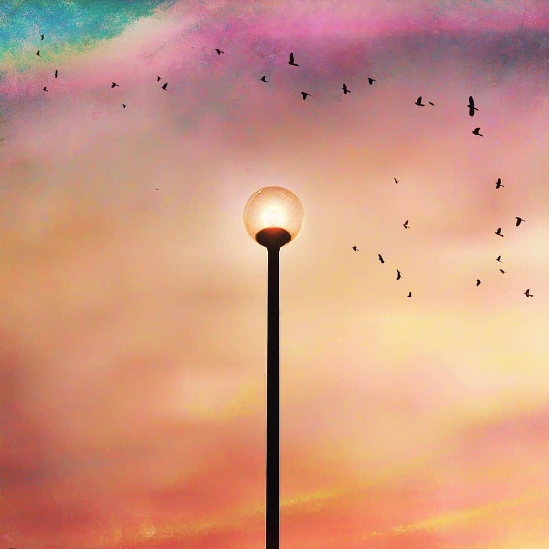 のインスタグラム：「. . Freedom Bird . . . . Chiba, Japan.」