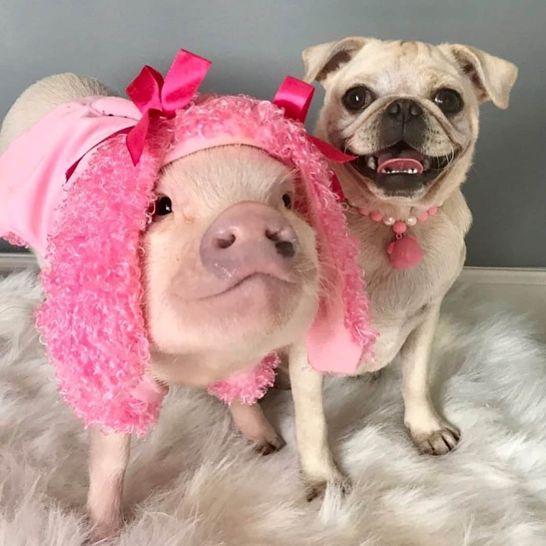 Priscilla and Poppletonさんのインスタグラム写真 - (Priscilla and PoppletonInstagram)「Happy #NationalDogDay from Pigtail and Posey Poodle!🐷💕🐶Since Pigtail is a pig 364 days out of the year, Posey decided to join her world today! The only difference between a pig and a pug is u.#whyloveonebuteattheother #Pigtailthepug #Posey #whitepug #PrissyandPop」8月26日 21時01分 - prissy_pig