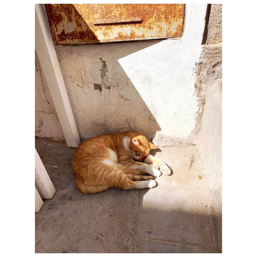 愛可さんのインスタグラム写真 - (愛可Instagram)「・ 猫天国モロッコにて、 私が出会った猫達の記録①  猫を見つけては岩合さん並みにつきまとい、 話かけていました。 ・ ・ #モロッコ  #モロッコ猫 #猫天国 #cats_of_world  #cat #猫 #catsofmorocco」8月26日 21時10分 - aikick