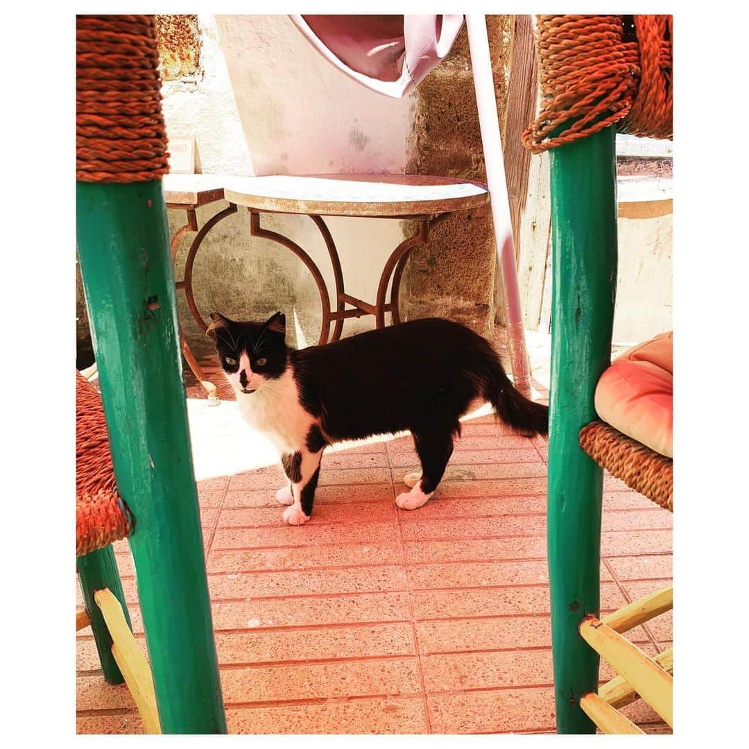 愛可さんのインスタグラム写真 - (愛可Instagram)「・ 猫天国モロッコにて、 私が出会った猫達の記録①  猫を見つけては岩合さん並みにつきまとい、 話かけていました。 ・ ・ #モロッコ  #モロッコ猫 #猫天国 #cats_of_world  #cat #猫 #catsofmorocco」8月26日 21時10分 - aikick