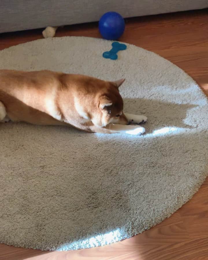 ?Fricko the Shiba Inu?のインスタグラム：「Sad😢because humans are paying attention to Keaton, yes, both of them🥺🥺😢😢 🐾 🐾 🐾 #FrickoandKeaton #🐶 #☀️ #shiba #shibainu #dog #柴犬 #赤柴 #黒柴  #adorable #shibalovers #shibaholics  #dogoftheday  #weeklyfluff #aww #dogstagram  #dogscorner #puppiesofinstagram #shibapuppy」