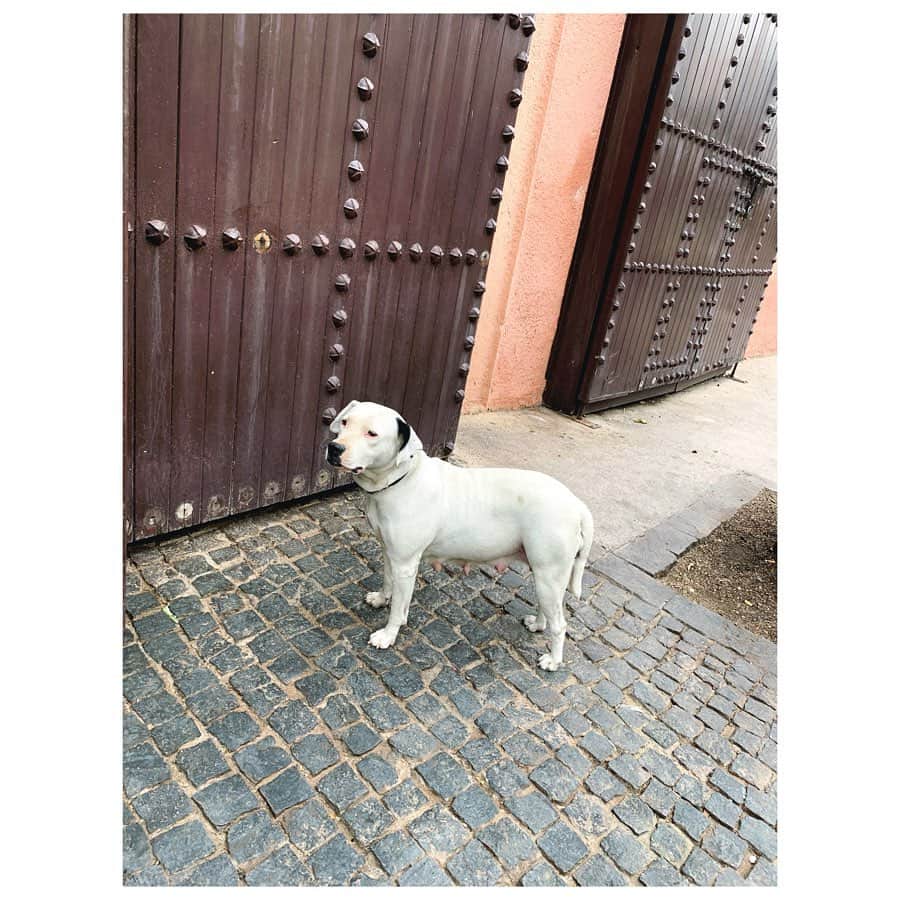 愛可さんのインスタグラム写真 - (愛可Instagram)「・ 猫天国とはいえ、あまりにも見かけない犬達 ・ ・ 昔は犬は病気を運ぶので、不浄とされていたらしいです。 ・ ・ そんな中でも、可愛がられている子達もいましたよ。 モロッコで出会った犬は数匹でした。 ・ ・ 最後の2枚は、スペインのタリファの犬達💓」8月26日 21時35分 - aikick
