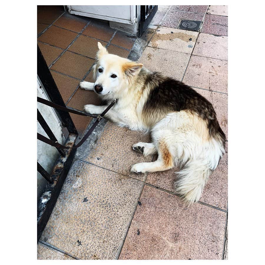 愛可さんのインスタグラム写真 - (愛可Instagram)「・ 猫天国とはいえ、あまりにも見かけない犬達 ・ ・ 昔は犬は病気を運ぶので、不浄とされていたらしいです。 ・ ・ そんな中でも、可愛がられている子達もいましたよ。 モロッコで出会った犬は数匹でした。 ・ ・ 最後の2枚は、スペインのタリファの犬達💓」8月26日 21時35分 - aikick