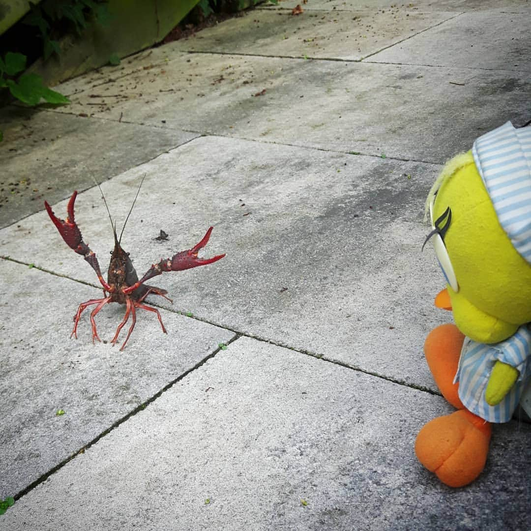 Little Yellow Birdさんのインスタグラム写真 - (Little Yellow BirdInstagram)「Yes, Mr. Crayfish, it's Monday. And yes, that certainly is reason to be upset... #littleyellowbird #tweety #tweetykweelapis #adventures #yellow #bird #monday #mondayblues #mondayssuck #startoftheweek #crayfish #upset #why #wheredidtheweekendgo #garden #gardenlife #wildlife #stuffedanimalsofinstagram #plushiesofinstagram」8月26日 21時32分 - tweetykweelapis