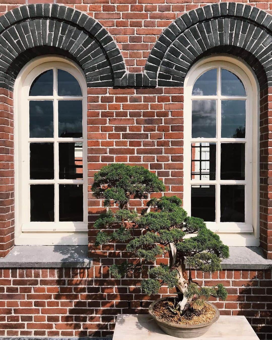 倉岡晋也のインスタグラム：「Naturally ✔️ Fitted real bonsai art with European architecture @timeandstyle_amsterdam 大宮盆栽園の方が 定期でアムステルダムの店舗や購入者のもとに剪定しに来ているとの事、、 写真で見るより遥かに迫力がすごくて ヨーロッパ建築と素晴らしくマッチしていて 佇まいに、只々圧巻だった。。 場に溶けこみながらも、凛としていて大袈裟にせず内側からナチュラルに堂々と主張している感じ？日本人のアティチュードと重なって見えて… 盆栽は生き物だし こうありたいなーって思ったよね  なんて #大宮盆栽 #amsterdam」